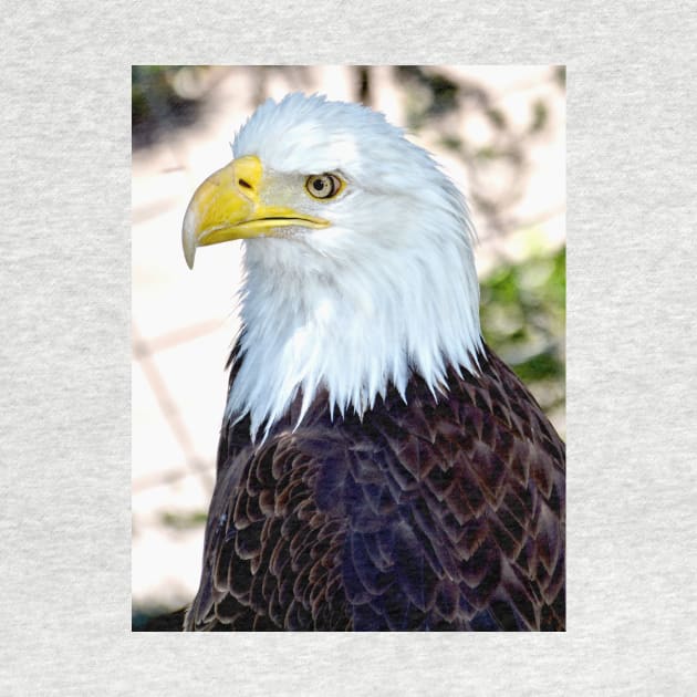 American Bald Eagle by Scubagirlamy